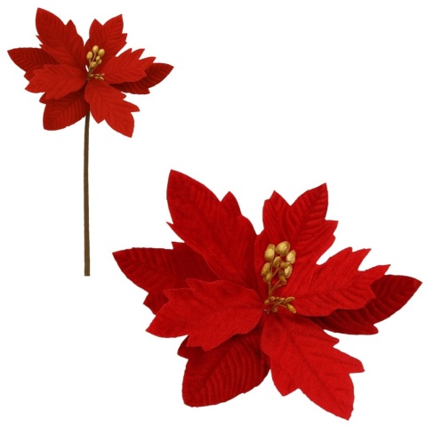 Gwiazda betlejemska poinsecja na piku kwiat ozdoba dekoracja świąteczna